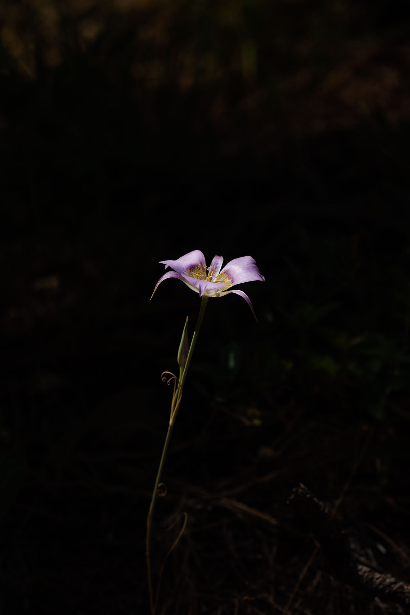 Flower in the forest