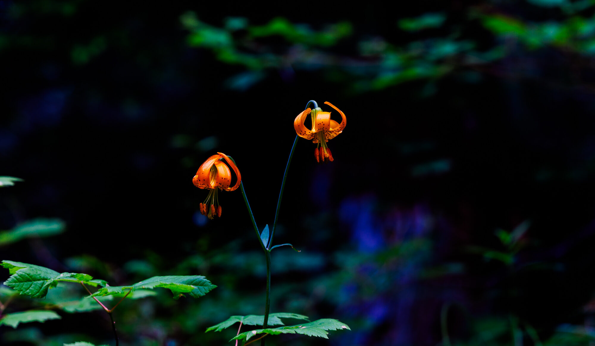 A Columbia tiger lily glowing orange against the dark forest