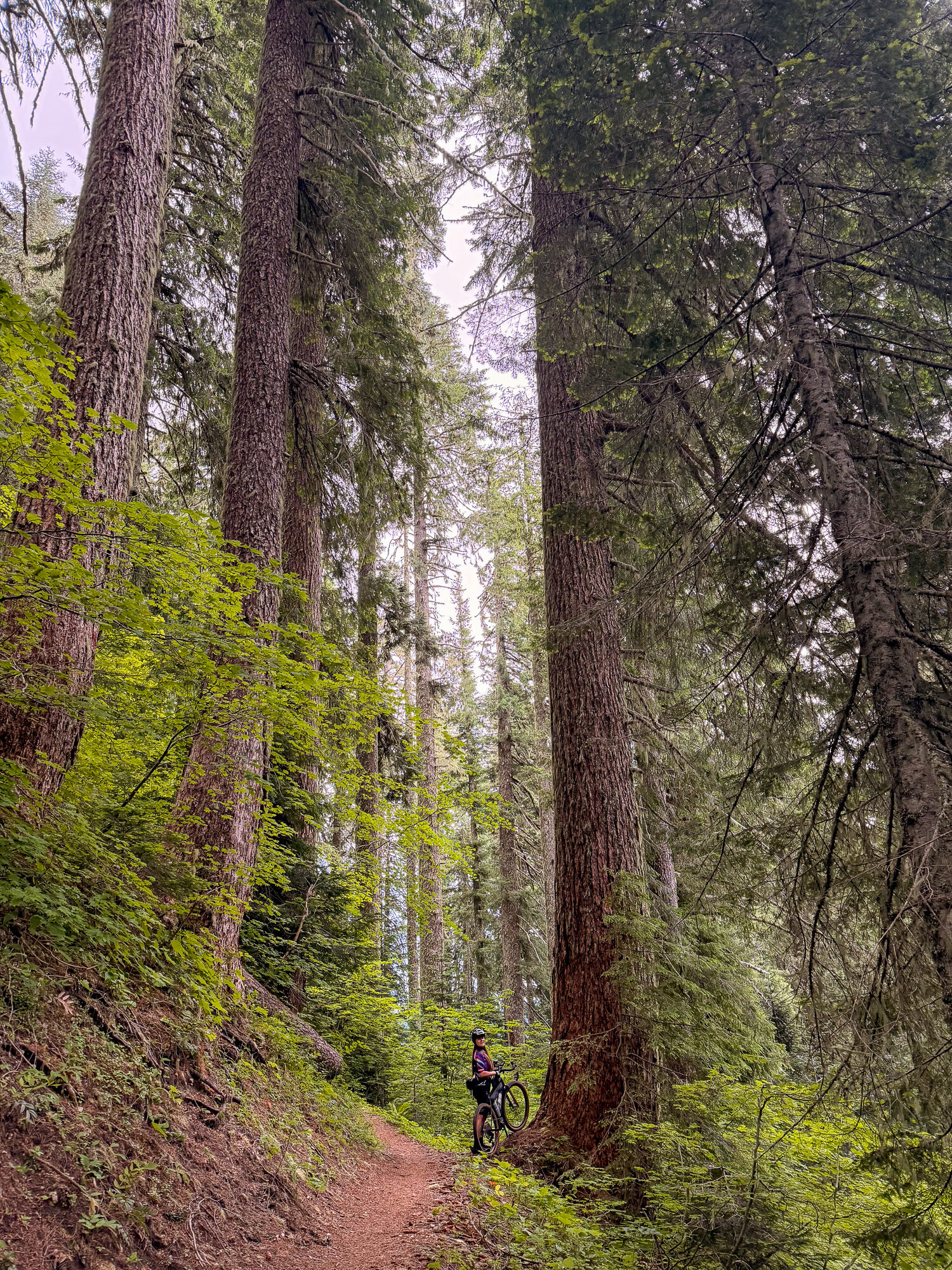 A rider tiny beneath towering old-growth trees on a forest trail