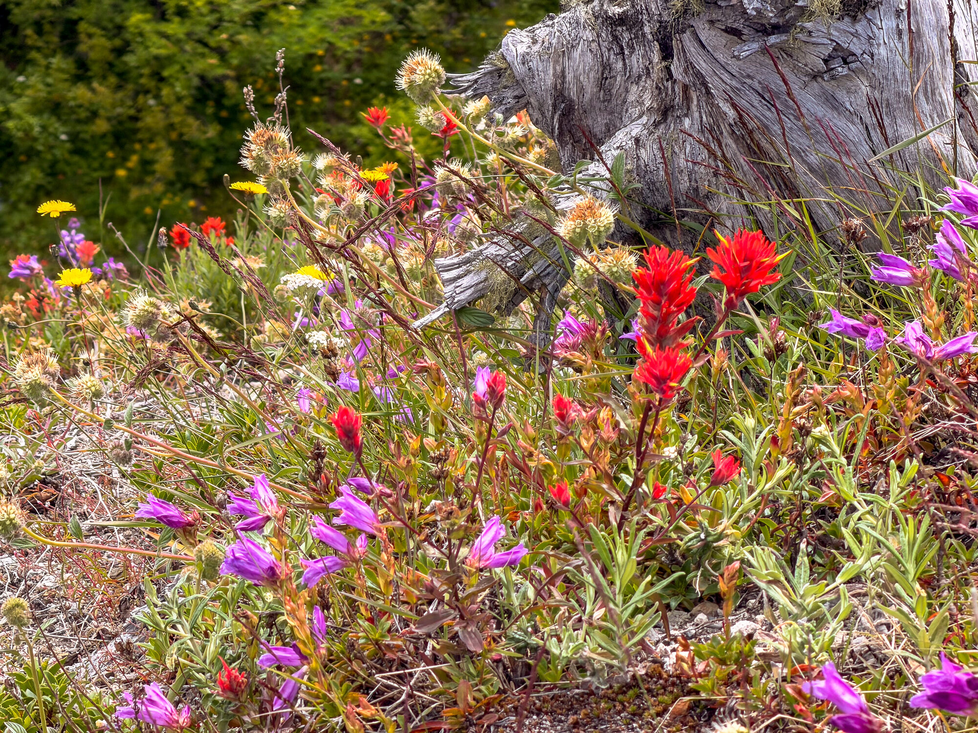 Loowit — Mount St. Helens ride, photo 37