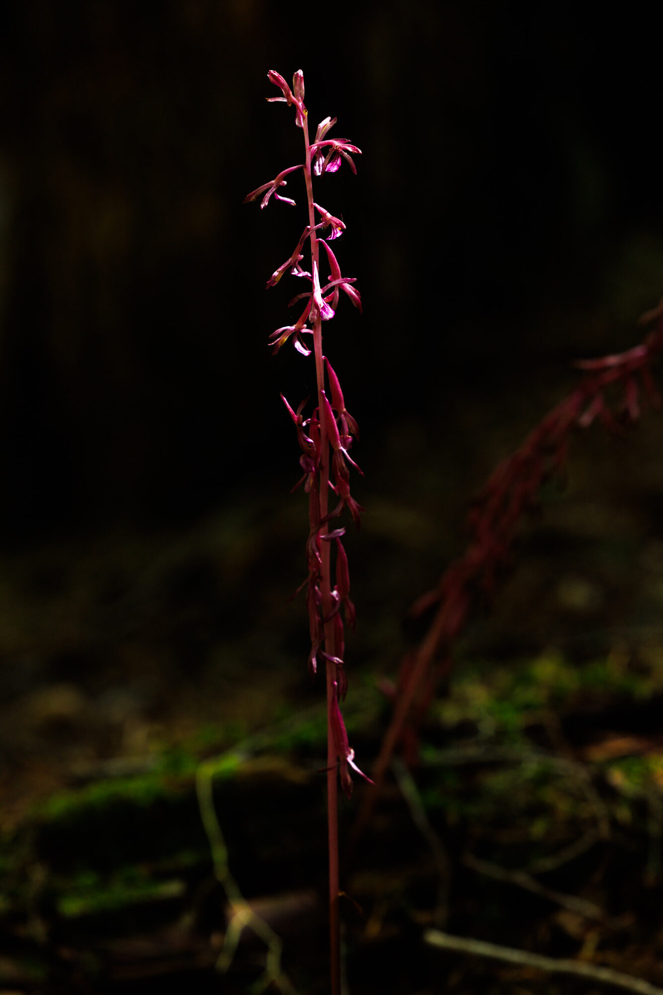 A slender red coralroot orchid rising from the dark forest floor
