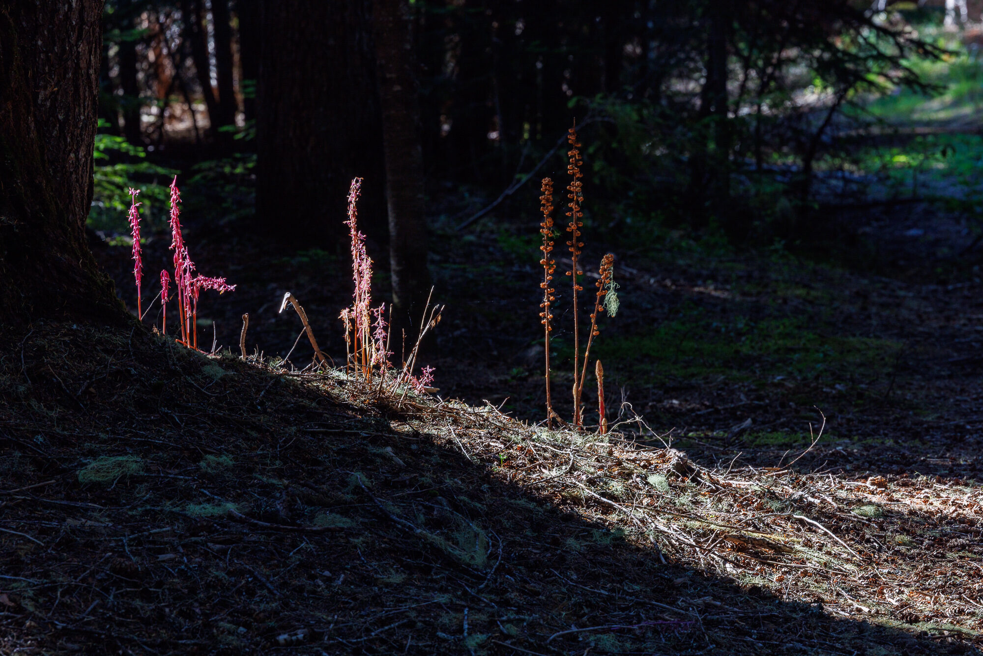 Loowit — Mount St. Helens ride, photo 60