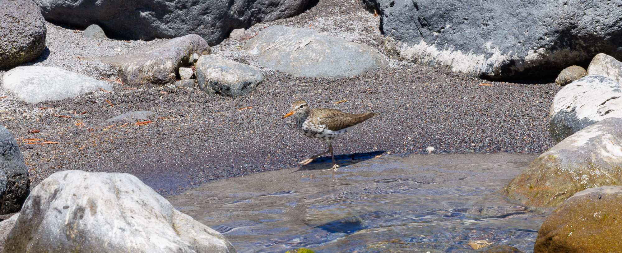 A spotted sandpiper standing on the wet gravel of the riverbank